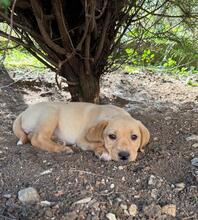 SERENA, Hund, Mischlingshund in Bulgarien