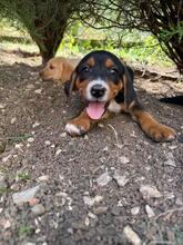 SORAYA, Hund, Mischlingshund in Bulgarien