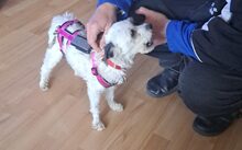 MARLIN, Hund, Malteser-Mix in Kirchseeon