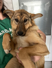 LIV, Hund, Mischlingshund in Rumänien