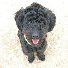 FELIX, Hund, Zwergpudel in Neuburg