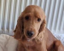 FREYA, Hund, Cocker Spaniel-Mix in Oldenburg