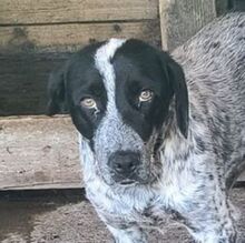IGOR, Hund, Münsterländer-Mischling in Rumänien