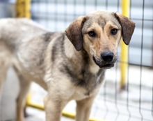 JASMO, Hund, Mischlingshund in Rumänien