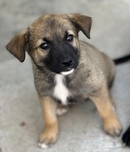 SVEA, Hund, Mischlingshund in Rumänien