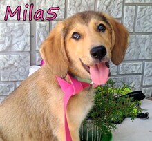 MILA5, Hund, Mischlingshund in Griechenland