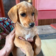 LEXI, Hund, Mischlingshund in Uhingen