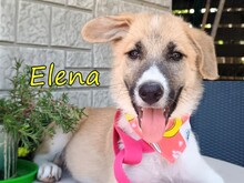 ELENA, Hund, Mischlingshund in Griechenland