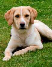 FUNNY, Hund, Mischlingshund in Helsa
