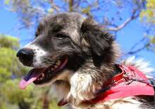MARVELLA, Hund, Mischlingshund in Griechenland