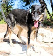 BLACKIE, Hund, Mischlingshund in Griechenland