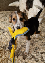 SABRINA, Hund, Mischlingshund in Rumänien
