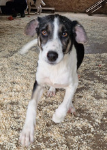 MONA, Hund, Mischlingshund in Rumänien