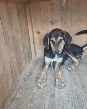 TIM, Hund, Mischlingshund in Bulgarien