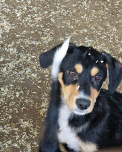 MILOS, Hund, Mischlingshund in Rumänien