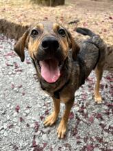 FILEA, Hund, Mischlingshund in Edingen-Neckarhausen