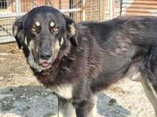 LEO, Hund, Mischlingshund in Griechenland