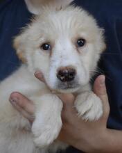 MELYRA, Hund, Mischlingshund in Italien