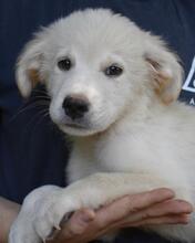 MIKKEL, Hund, Mischlingshund in Italien