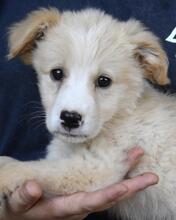 MORVEN, Hund, Mischlingshund in Italien