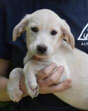 MILENNE, Hund, Mischlingshund in Italien