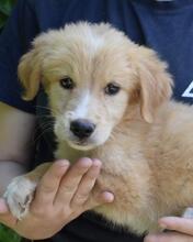 MOONA, Hund, Mischlingshund in Italien