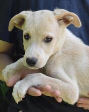 MARISTEL, Hund, Mischlingshund in Italien