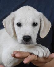 MAVIUS, Hund, Mischlingshund in Italien