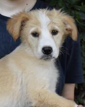 MARULA, Hund, Mischlingshund in Italien