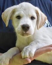 MYRINE, Hund, Mischlingshund in Italien