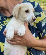 POLLUX, Hund, Terriermix in Bulgarien