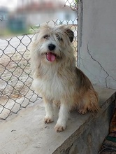 MILO, Hund, Terriermischling in Bulgarien