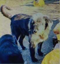 YANNIS, Hund, Wasser-Hütehund-Mix in Bulgarien