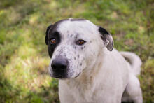 FLINT, Hund, Mischlingshund in Kroatien