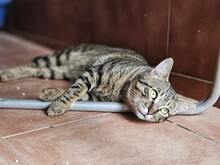 LUS, Katze, Hauskatze in Spanien