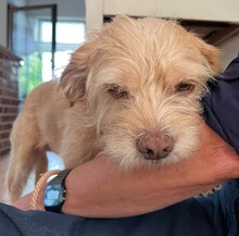 ELSA, Hund, Mischlingshund in Hamburg