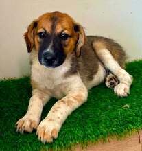 LEO, Hund, Mischlingshund in Rumänien