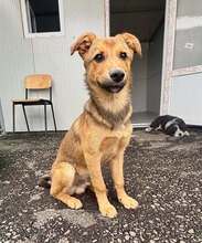VASI, Hund, Mischlingshund in Rumänien