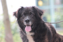 TEDDY, Hund, Affenpinscher in Lohmar