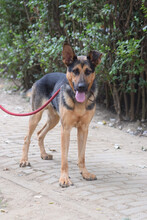 SENO, Hund, Mischlingshund in Ungarn