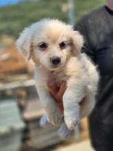 MARTHA, Hund, Mischlingshund in Griechenland