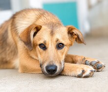 GOLDIE, Hund, Mischlingshund in Rumänien
