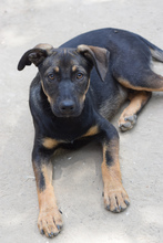 EXPRESSO, Hund, Mischlingshund in Ungarn