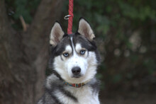 OREON, Hund, Mischlingshund in Ungarn