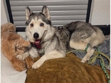 AYLA, Hund, Husky-Mischling in Sengenthal