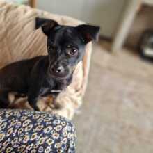HÄNSEL, Hund, Mischlingshund in Rumänien