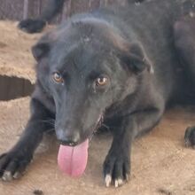 MILA, Hund, Mischlingshund in Rumänien