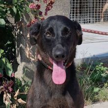 NERA, Hund, Mischlingshund in Rumänien