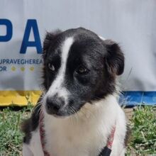 NOVA, Hund, Mischlingshund in Rumänien