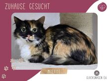 MIETTE, Katze, Halblanghaar-Mix in Bulgarien